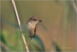 <p>RÁKOSNÍK OBECNÝ (Acrocephalus scirpaceus) /Eurasian reed warbler – Teichrohrsänger/</p>